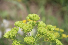 Pastinaca pimpinellifolia