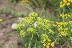 Pastinaca pimpinellifolia