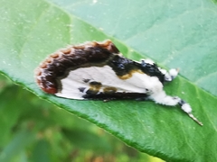 Eudryas unio