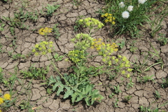 Pastinaca pimpinellifolia