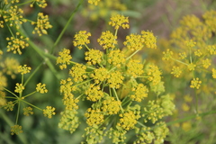 Pastinaca pimpinellifolia