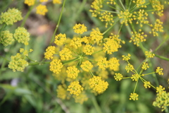 Pastinaca pimpinellifolia