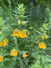 Rhynchocorys orientalis