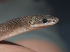 Pseudoboa neuwiedii