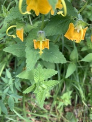 Rhynchocorys orientalis