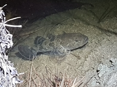 Odontobutis obscurus
