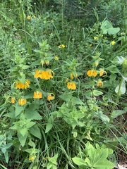 Rhynchocorys orientalis