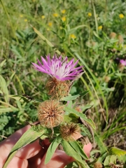 Centaurea trichocephala