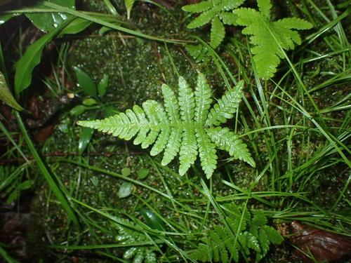 Ashley Trail