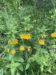 Rhynchocorys orientalis