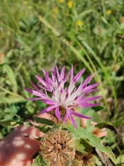 Centaurea trichocephala