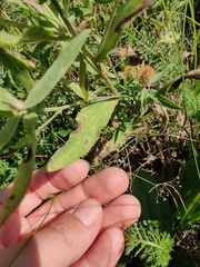 Centaurea trichocephala