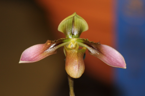 Paphiopedilum appletonianum