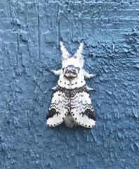 Furcula scolopendrina