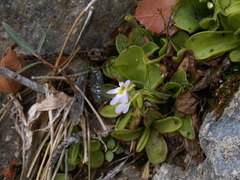 Pinguicula hirtiflora