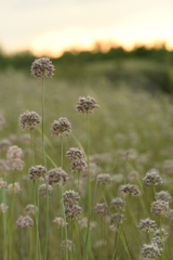 Allium lineare