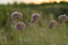 Allium lineare