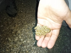Bufotes viridis
