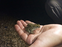 Bufotes viridis