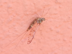 Callibaetis