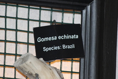 Gomesa echinata