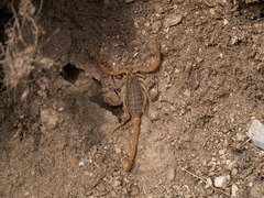 Aegaeobuthus gibbosus