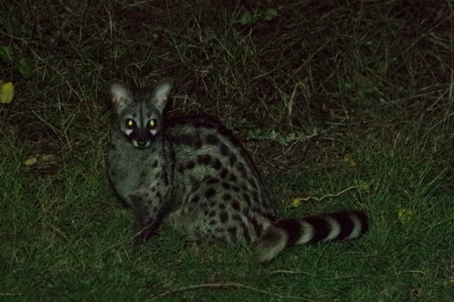 Feline Genet