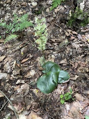 Platanthera orbiculata