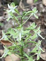 Platanthera orbiculata