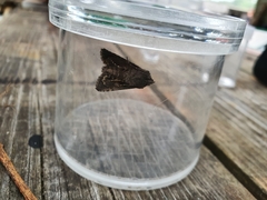 Abrostola tripartita