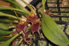 Masdevallia angulata