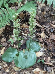 Platanthera orbiculata