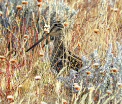 Gallinago magellanica