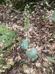 Platanthera orbiculata