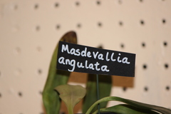 Masdevallia angulata