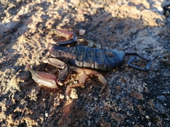 Hadogenes phyllodes