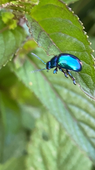 Chrysomelidae