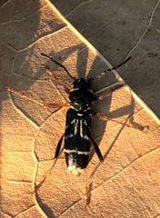 Xylotrechus nitidus