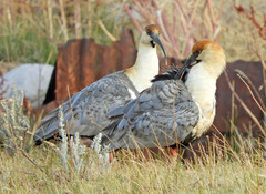 Black-Faced Ibis photo 6