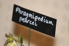 Phragmipedium pearcei