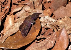 Anastrus sempiternus