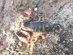 Hadogenes phyllodes