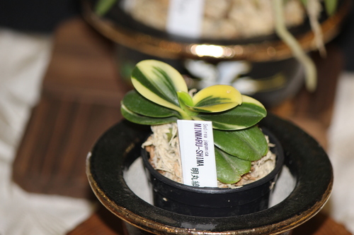 Sedirea japonica iNat (3)