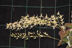 Dendrobium linguiforme nugentii