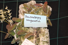 Dendrobium linguiforme nugentii