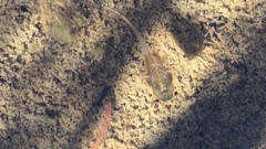 Branchinecta coloradensis