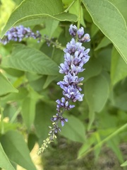 Orbexilum onobrychis