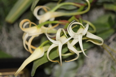 Cyrtorchis chailluana