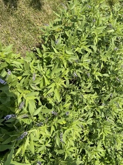 Orbexilum onobrychis