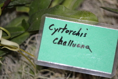 Cyrtorchis chailluana